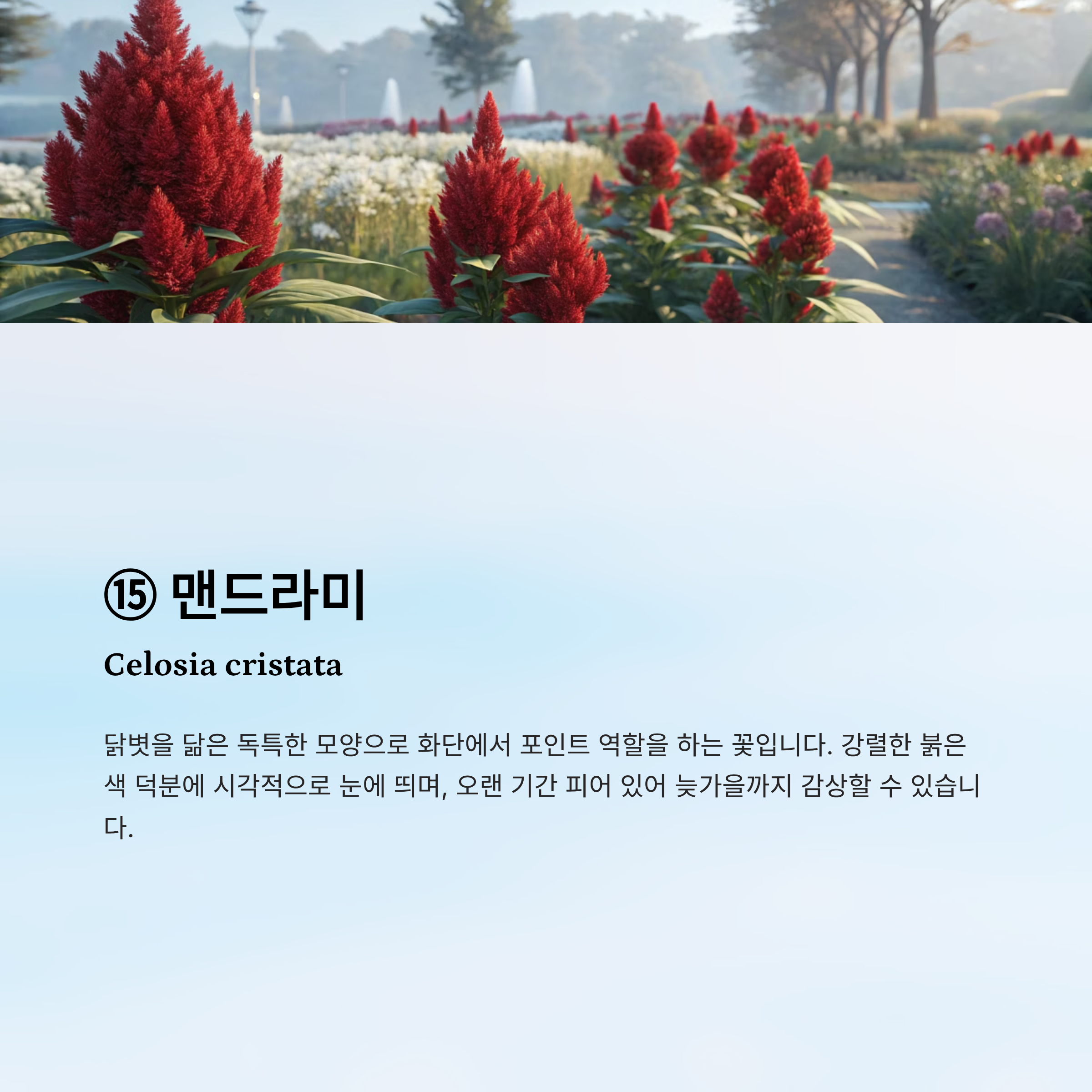 가을꽃 종류 알아보기
