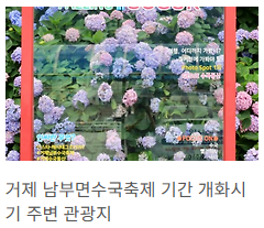 거제 수국