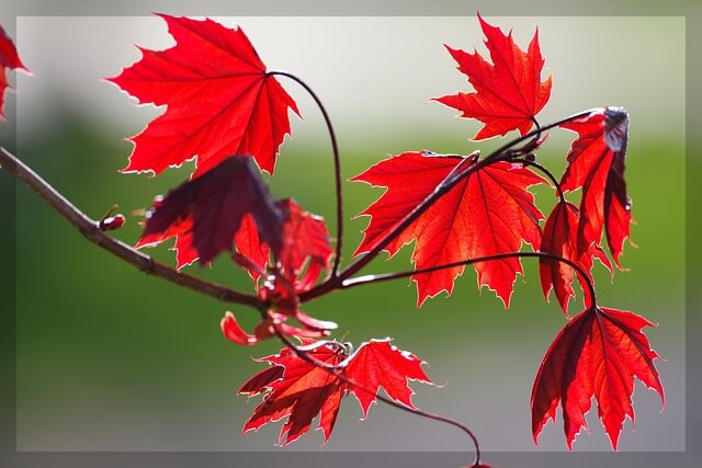 가을에 걷기 좋은 제주 올레길 3곳&amp;#44; 황금빛 억새와 단풍의 절경
