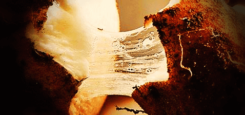 참마-뿌리-사진