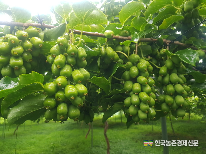 토종다래