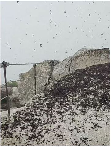 러브버그의 출몰-북한산 백운대