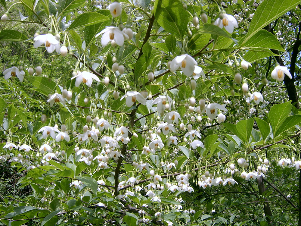 6월, 안산자락길(AnsanJarakgil) 하얀꽃들