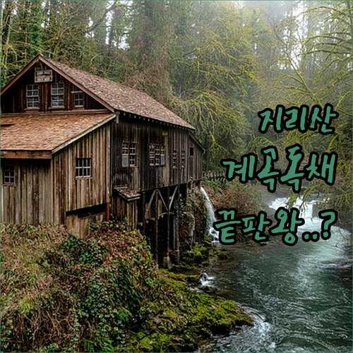 여름 휴가 추천 지리산 계곡 근처 독..