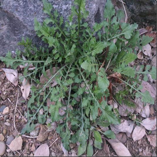 지칭개 활성 성분과 효능&#44; 먹는 법과 주의점