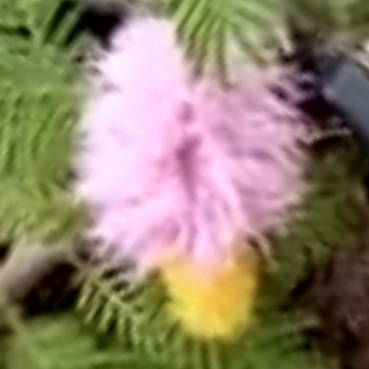 다이글로메라-효능