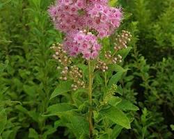 꼬리조팝나무 이미지 사진