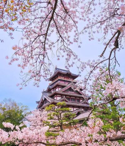 일본 오사카 벚꽃(사진 : Pinterest)