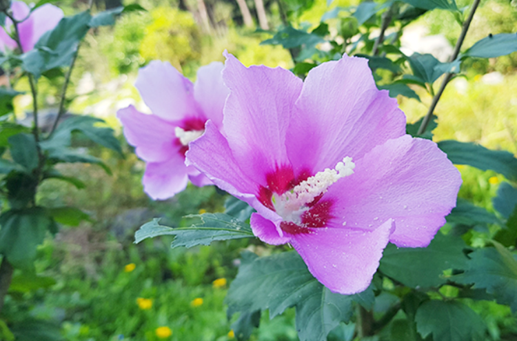 태안 안면도 수목원