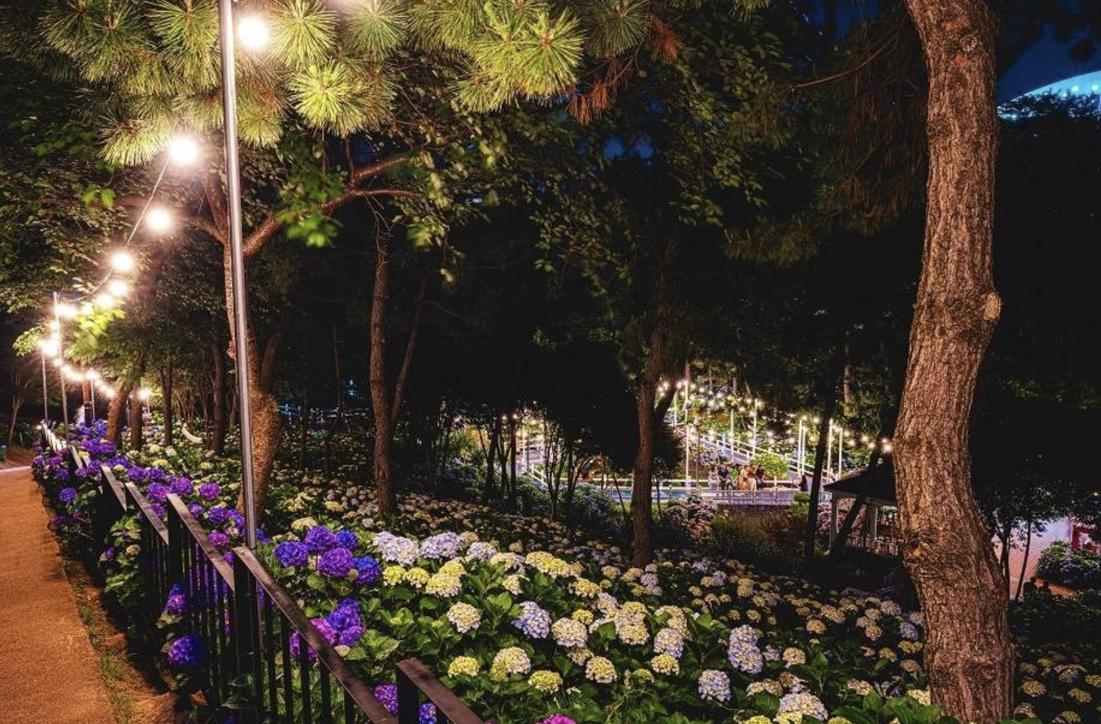 장생포 수국 축제 야경