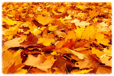 화담숲 가을 단풍 축제 기간 예약 입장료 방법