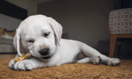 dog vomiting/출처:어도비스톡