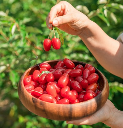 보리수열매 효능 부작용 먹는법 맛 가격 씨 수확시기 보관법 임산부 섭취4