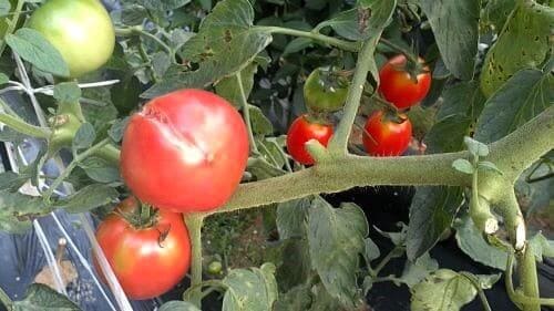 석회질-양분-흡수결핍에-의한-배꼽썩음과-열과현상