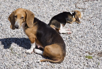 개가 돌과 모래