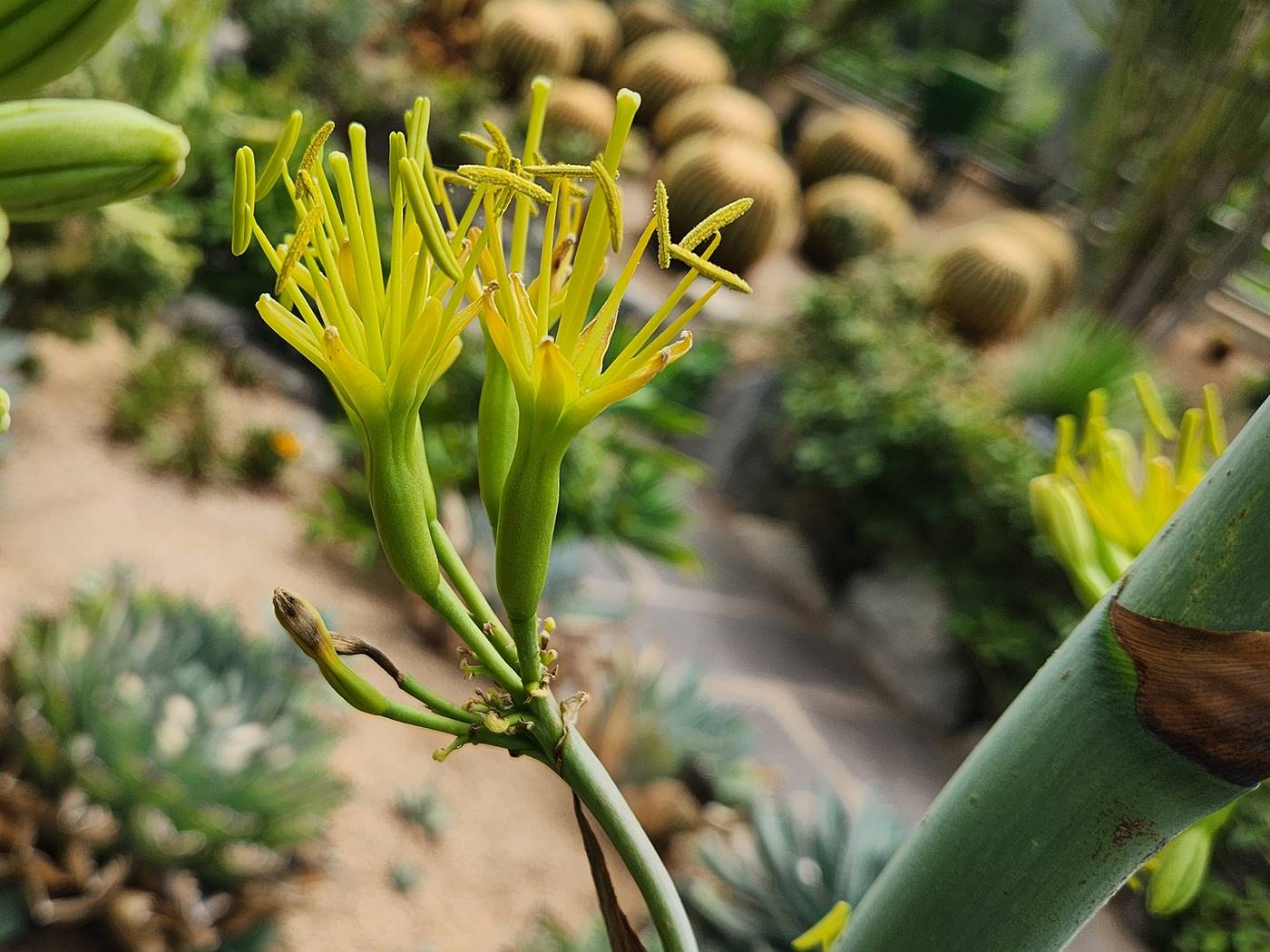 길상천 용설란 Mescal agave