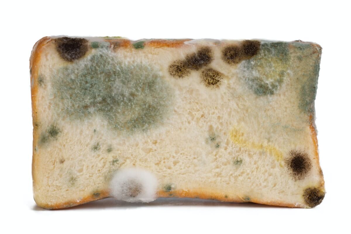 곰팡이가-핀-빵