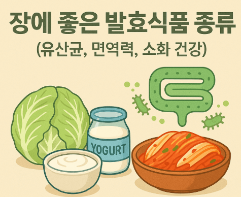 장에 좋은 발효식품 종류 (유산균, 면역력, 소화 건강)