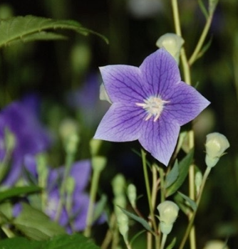 도라지 효능 부작용 고르는법 먹는법 꽃 총정리