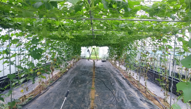 조연농장 차요테