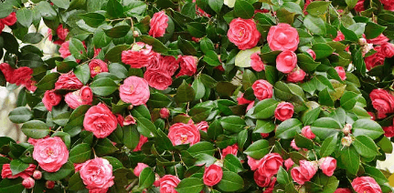 봄에 피는 꽃 순서