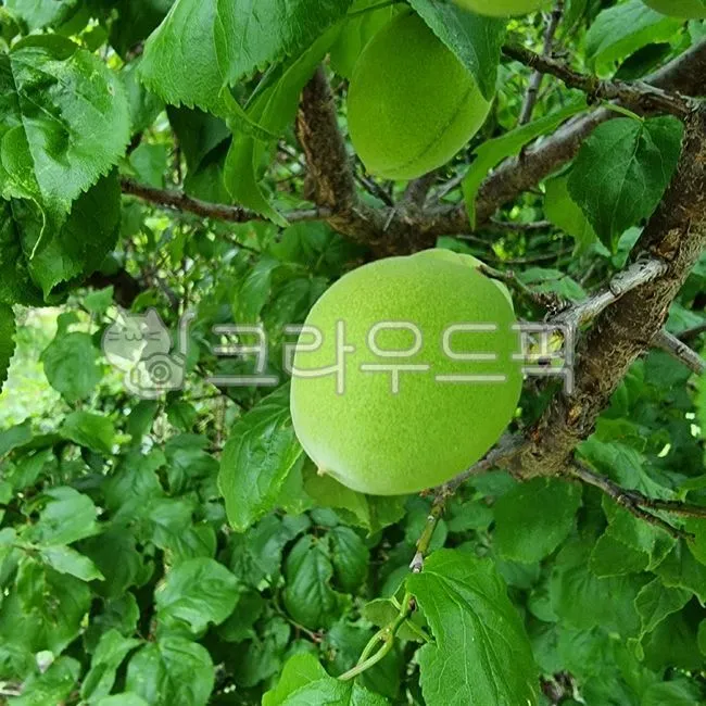 매실 재배 적과 타이밍 병충해 방제 수확 저장_2