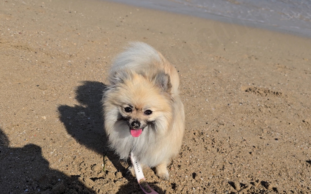 송정해수욕장에서 놀고 있는 개