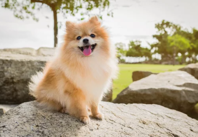 스피츠/출처:어도비스톡