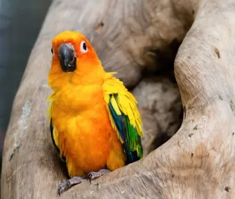 앵무새 분양 가격 키우기 분양 수명 먹이 성격 종류_15