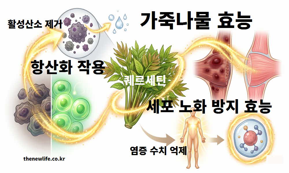 가죽나물 효능 항산화 작용 세포 노화 방지