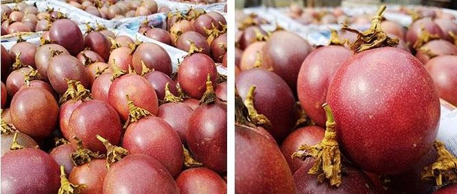 생방송오늘저녁 전남 고흥 부부의 파란만장 달콤한 인생 백향과 전국 택배 온라인 전화 주문 추천