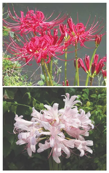 꽃무릇과 상사화 차이 요약 정리를 한눈에_1