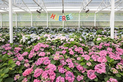 휴애리 수국 사진