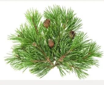 솔잎 효능수확기솔잎 효소 만드는법솔잎차세척활용법보관법까지_14