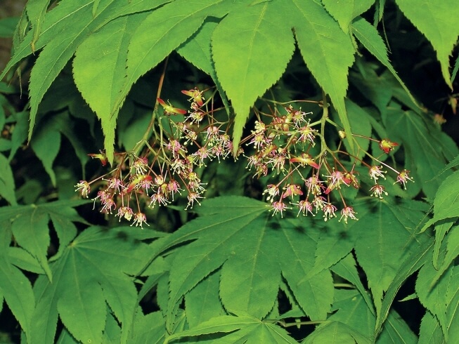 처음 시작하는 가드닝, 키우기 쉬운 정원수 BEST 10