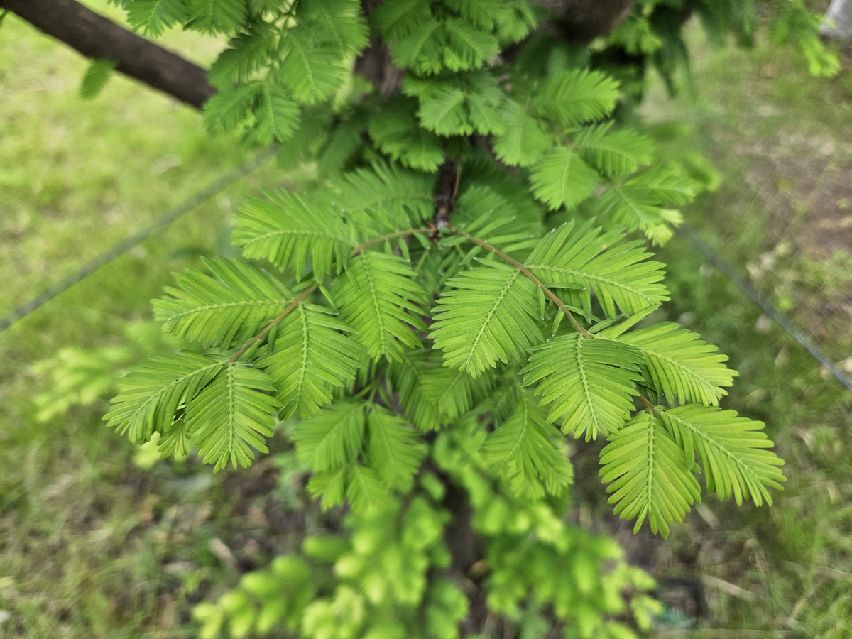 메타세쿼이아 잎2