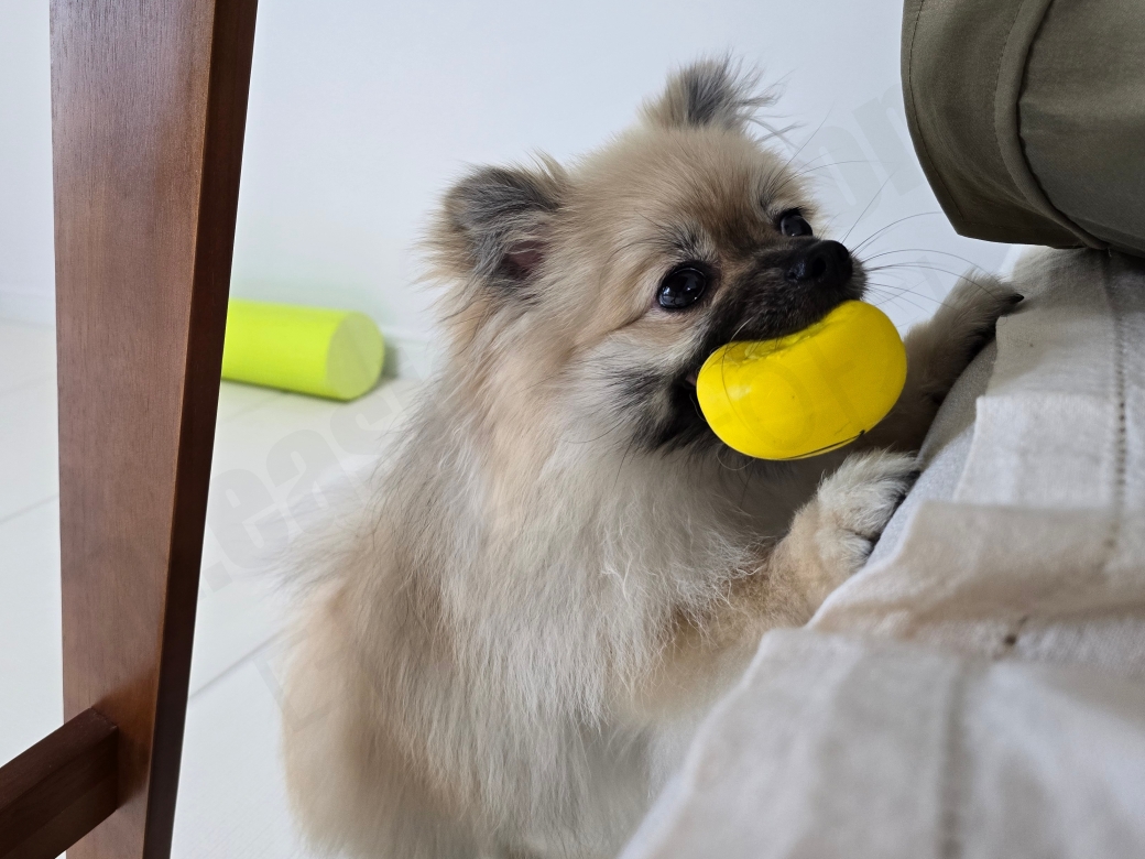 공을 물고 있는 강아지