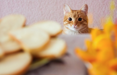 빵을 바라보는 고양이