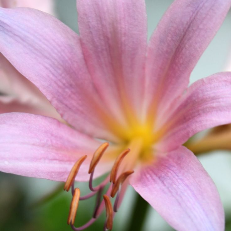 상사화 Lycoris squamigera Maxim. 1855