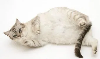 고양이 임신 기간 주기 가능나이 배모양_6