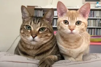 코리안숏헤어 코숏 고양이 종류 몸무게 고등어_4