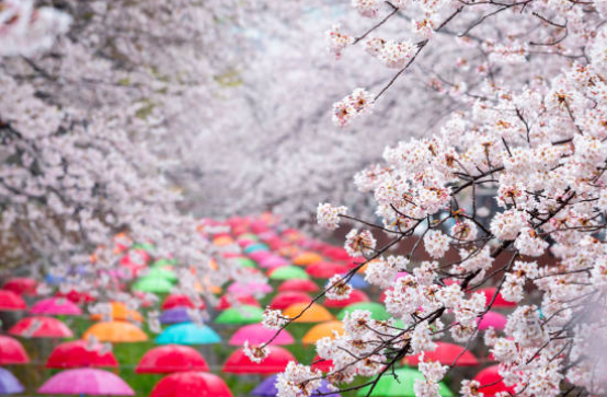 2026 진해군항제