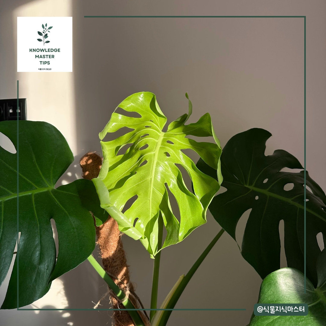 몬스테라, 겨울엔 물 주는 습관부터 바꾸세요
