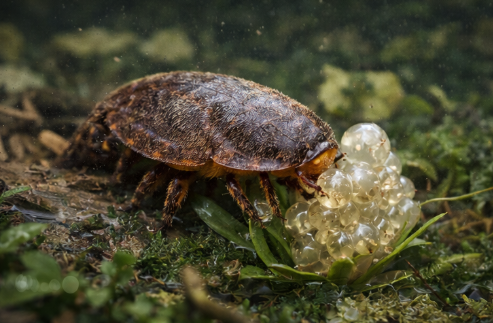 곤충과 식물의 공진화