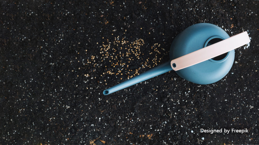 시금치 재배방법