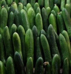 오이 효능 부작용 고르는법 칼로리