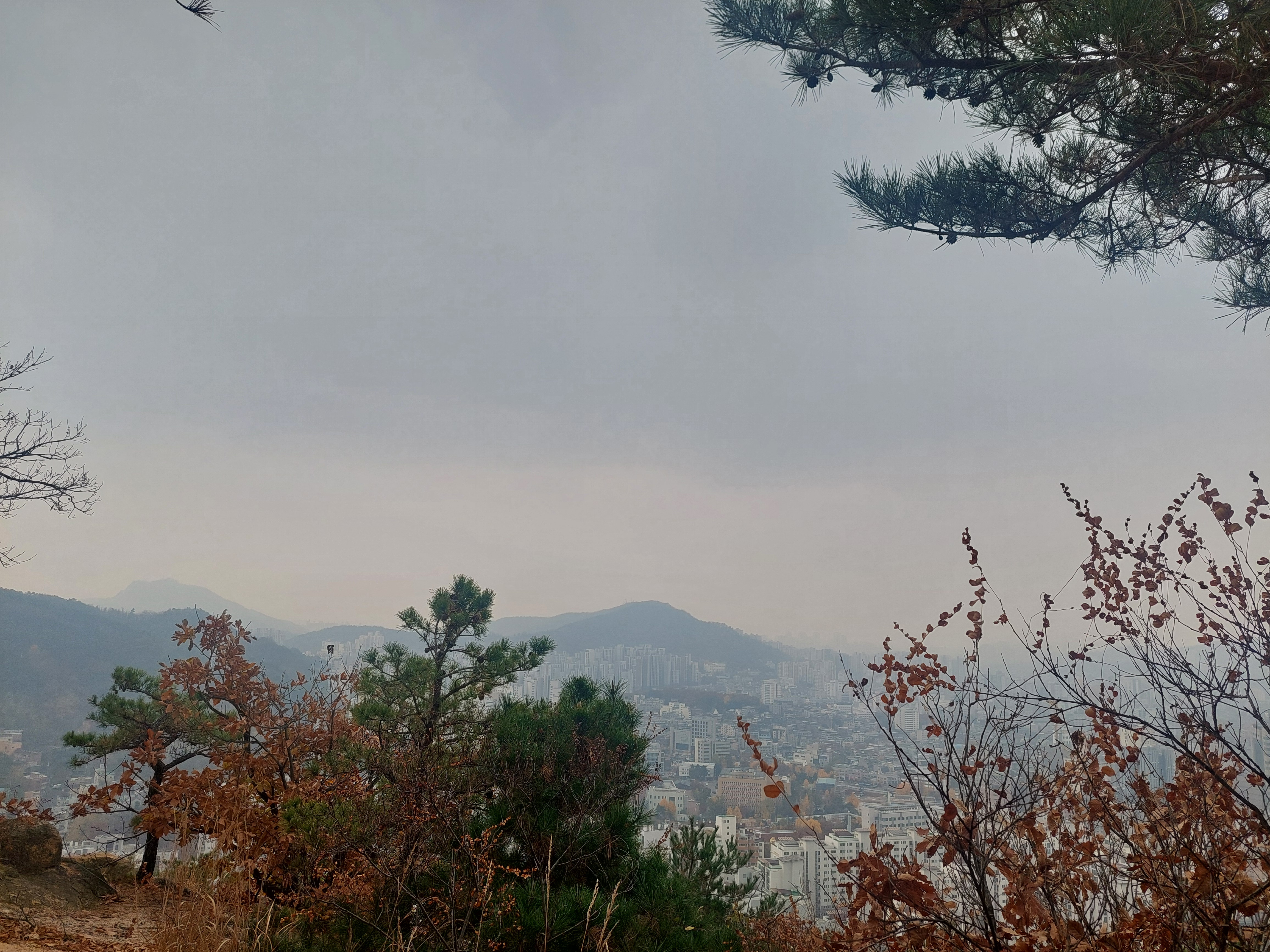 비봉