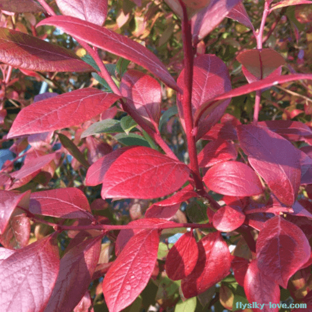 눈 건강에 좋은 블루베리 잎