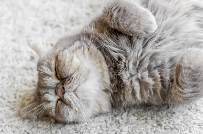 졸려 보이는 고양이.