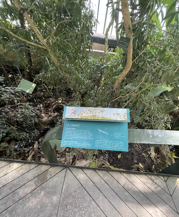 Tropical Rainforest